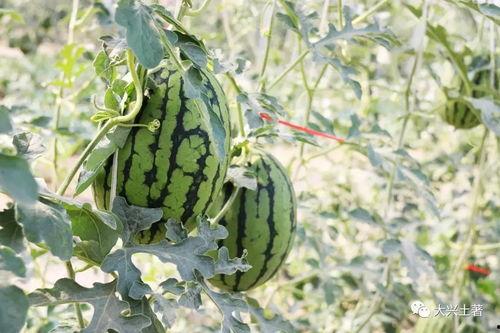 近期网红吃瓜事件,揭秘娱乐圈背后的真相与争议  第2张