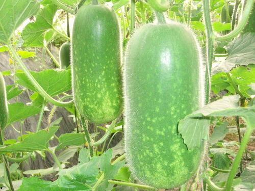 网红吃瓜圈八卦图片,八卦图片背后的惊人真相